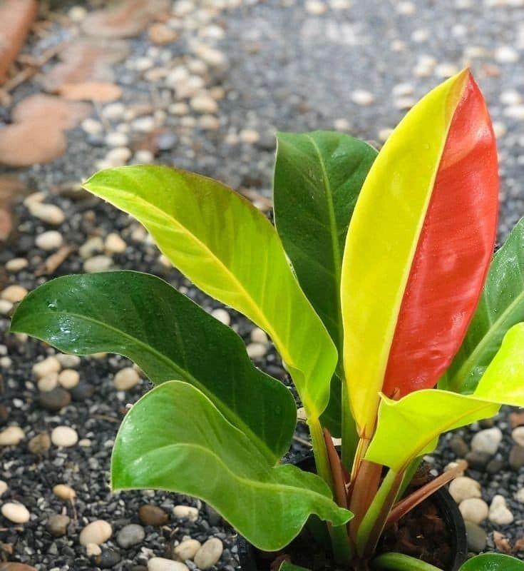 Philodendron 'red Moon' - View 22 from www redcrocus com