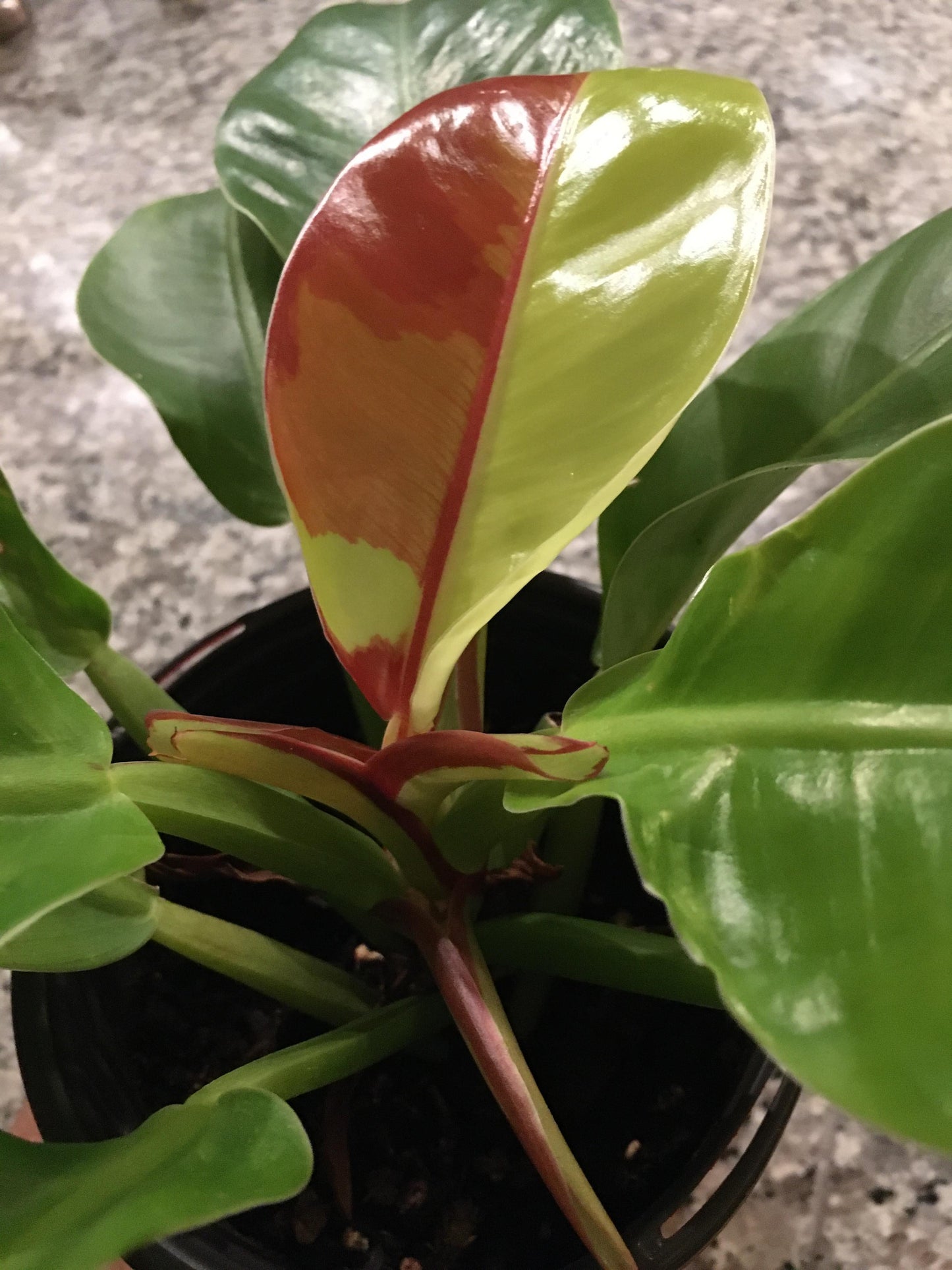 Philodendron 'red Moon' - View 24 from www redcrocus com
