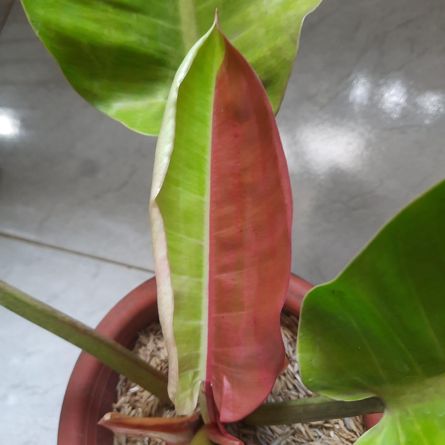 Philodendron 'red Moon' - View 27 from www redcrocus com