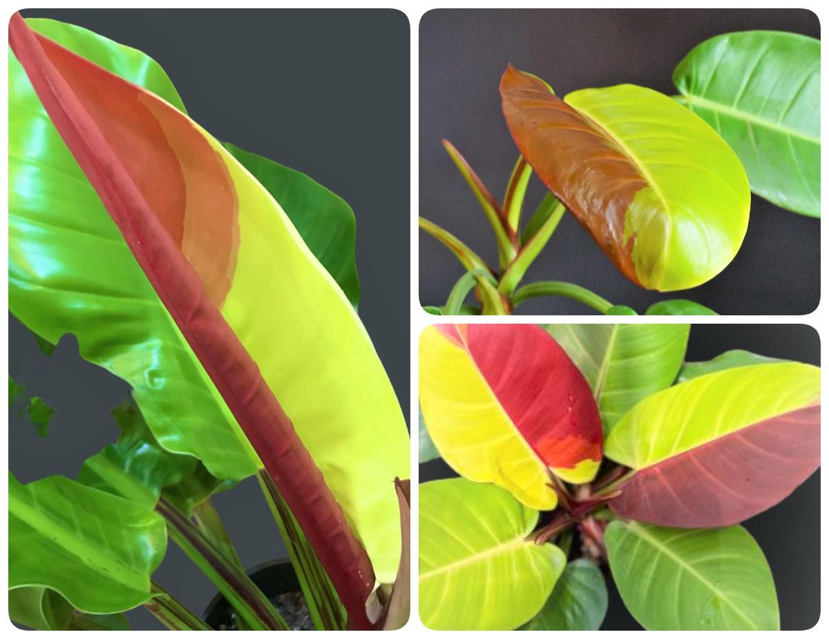 Philodendron 'red Moon' - View 28 from www redcrocus com