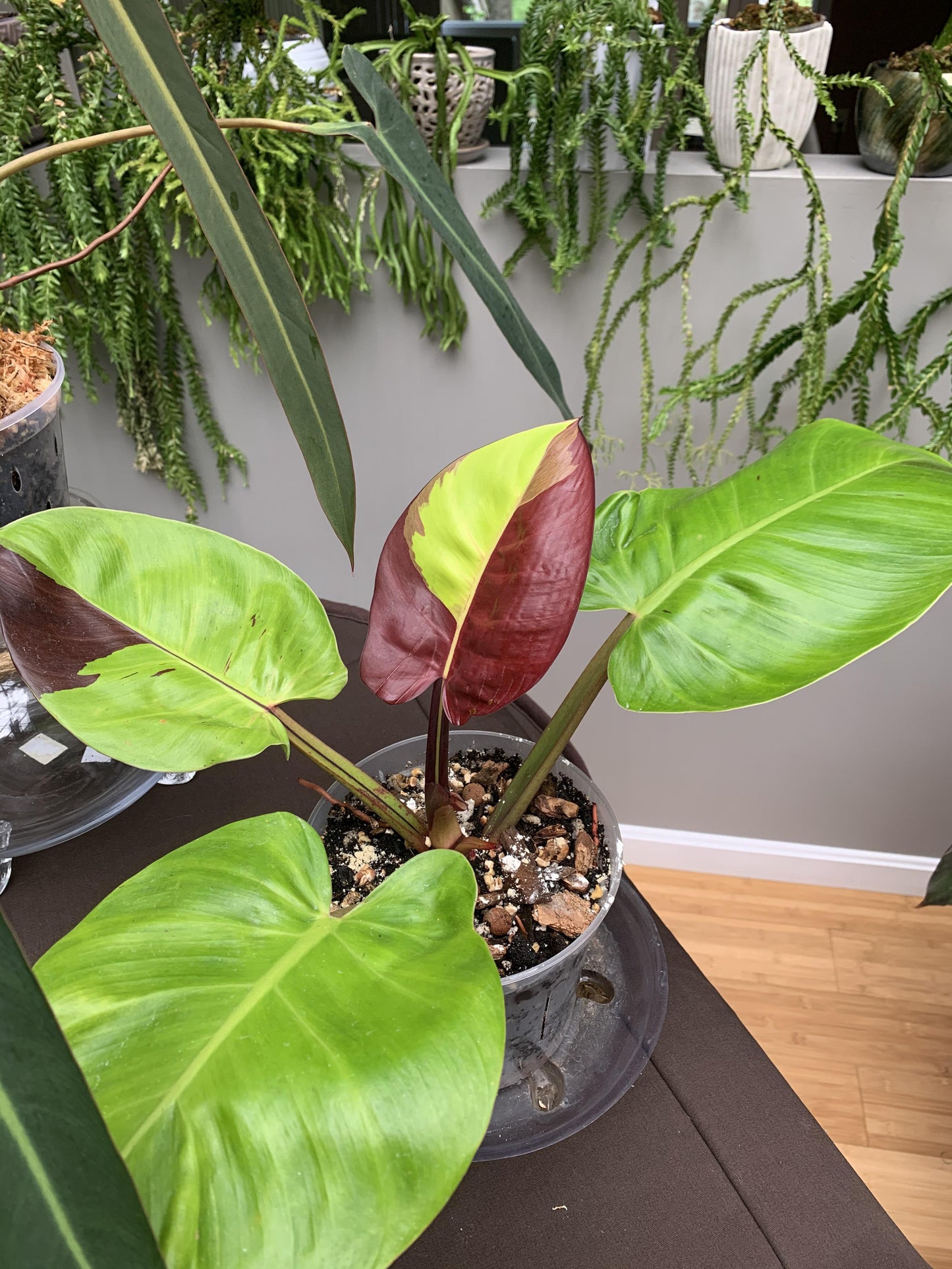 Philodendron 'red Moon' - View 30 from www redcrocus com
