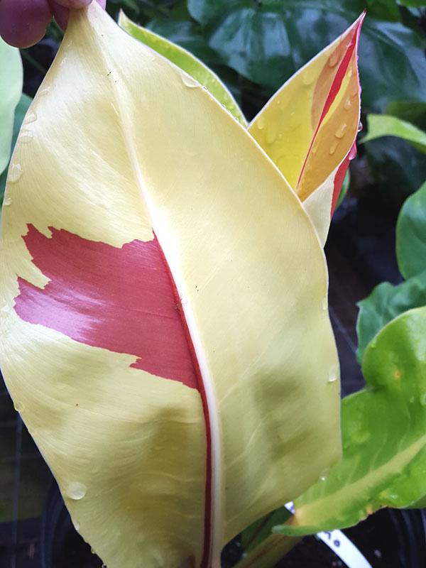 Philodendron 'red Moon' - View 31 from www redcrocus com
