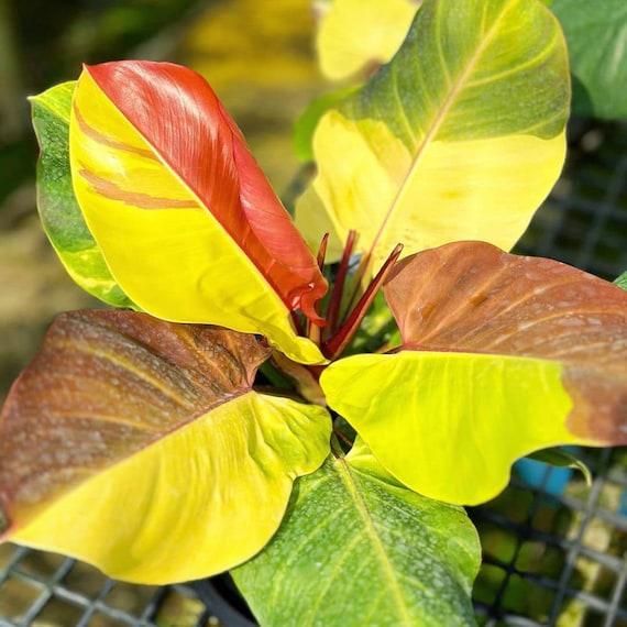 Philodendron 'red Moon' - View 33 from www redcrocus com