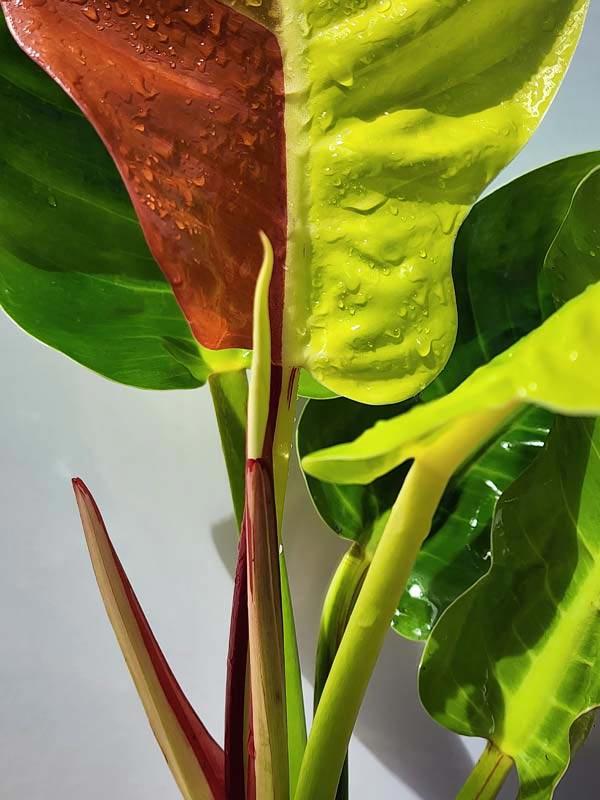 Philodendron 'red Moon' - View 35 from www redcrocus com
