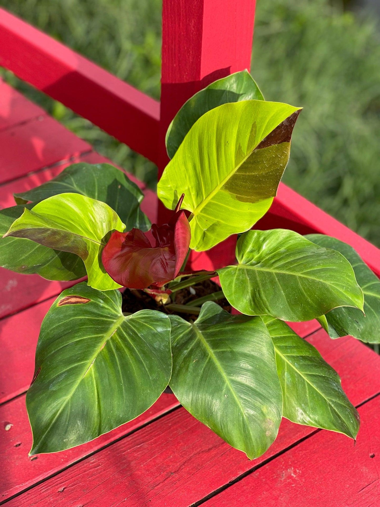 Philodendron 'red Moon' - View 3 from www redcrocus com