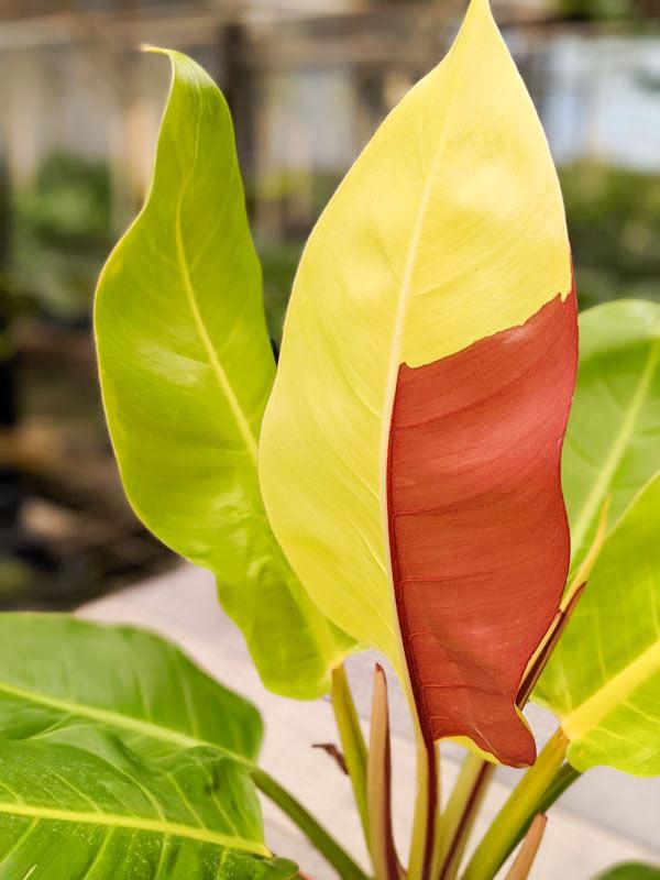Philodendron 'red Moon' - View 5 from www redcrocus com