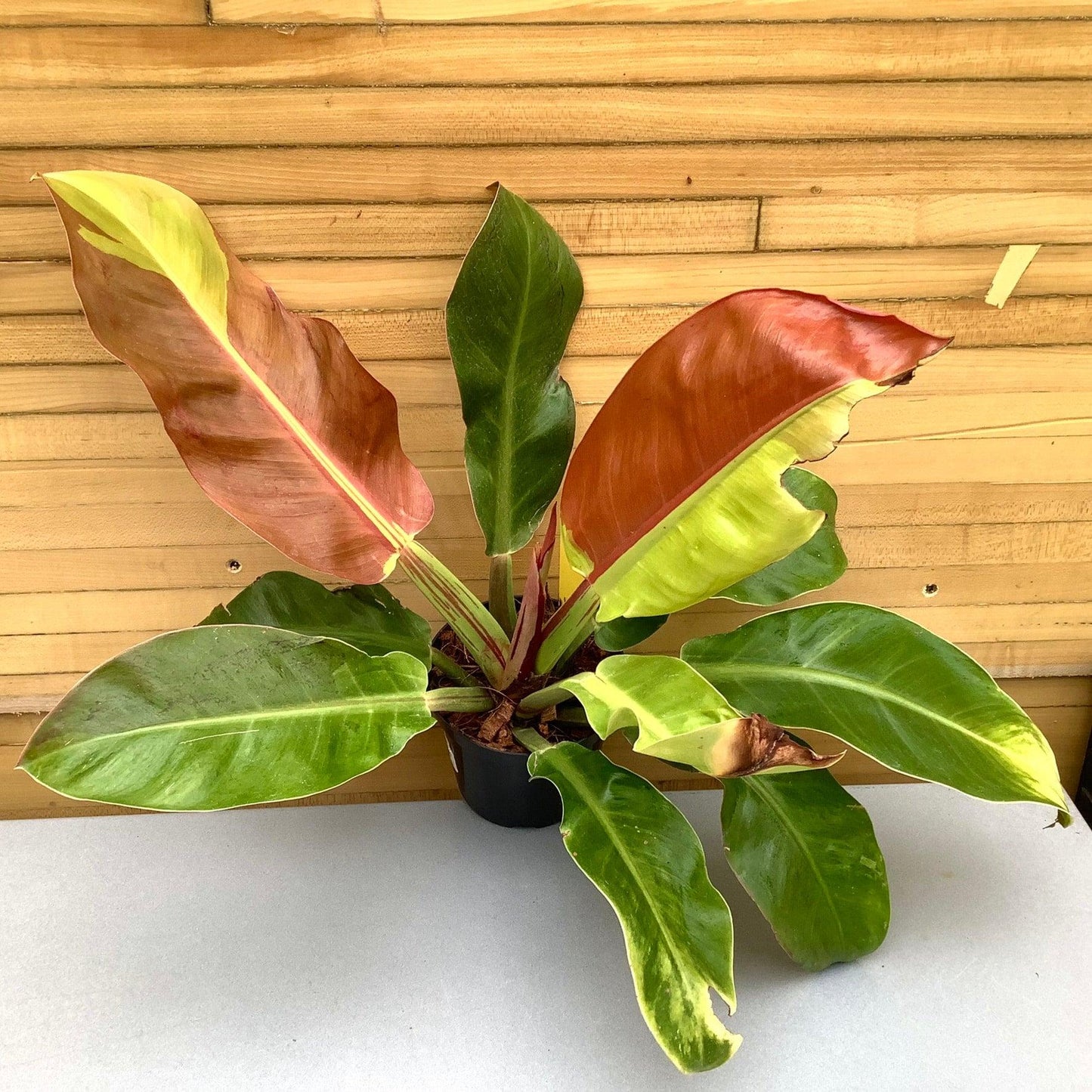 Philodendron 'red Moon' - View 6 from www redcrocus com