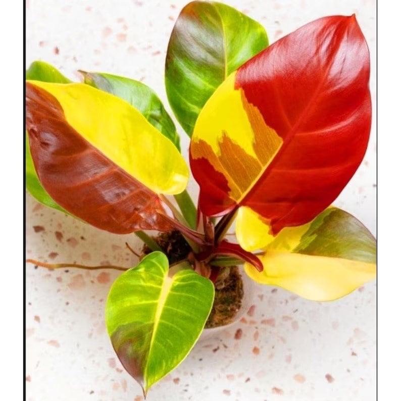 Philodendron 'red Moon' - View 7 from www redcrocus com