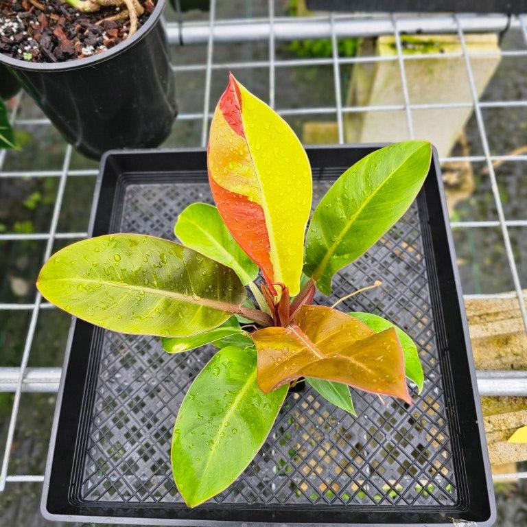 Philodendron 'red Moon' - View 8 from www redcrocus com