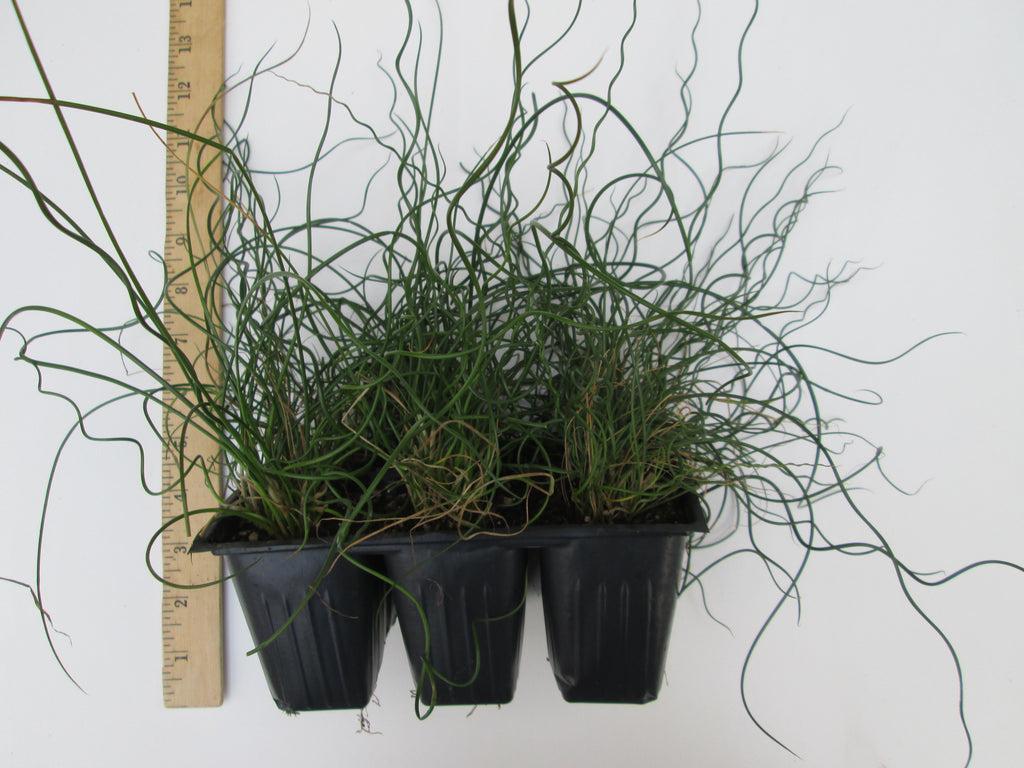 Grass, Juncus Effusus 'twister' - View 5 from www redcrocus com