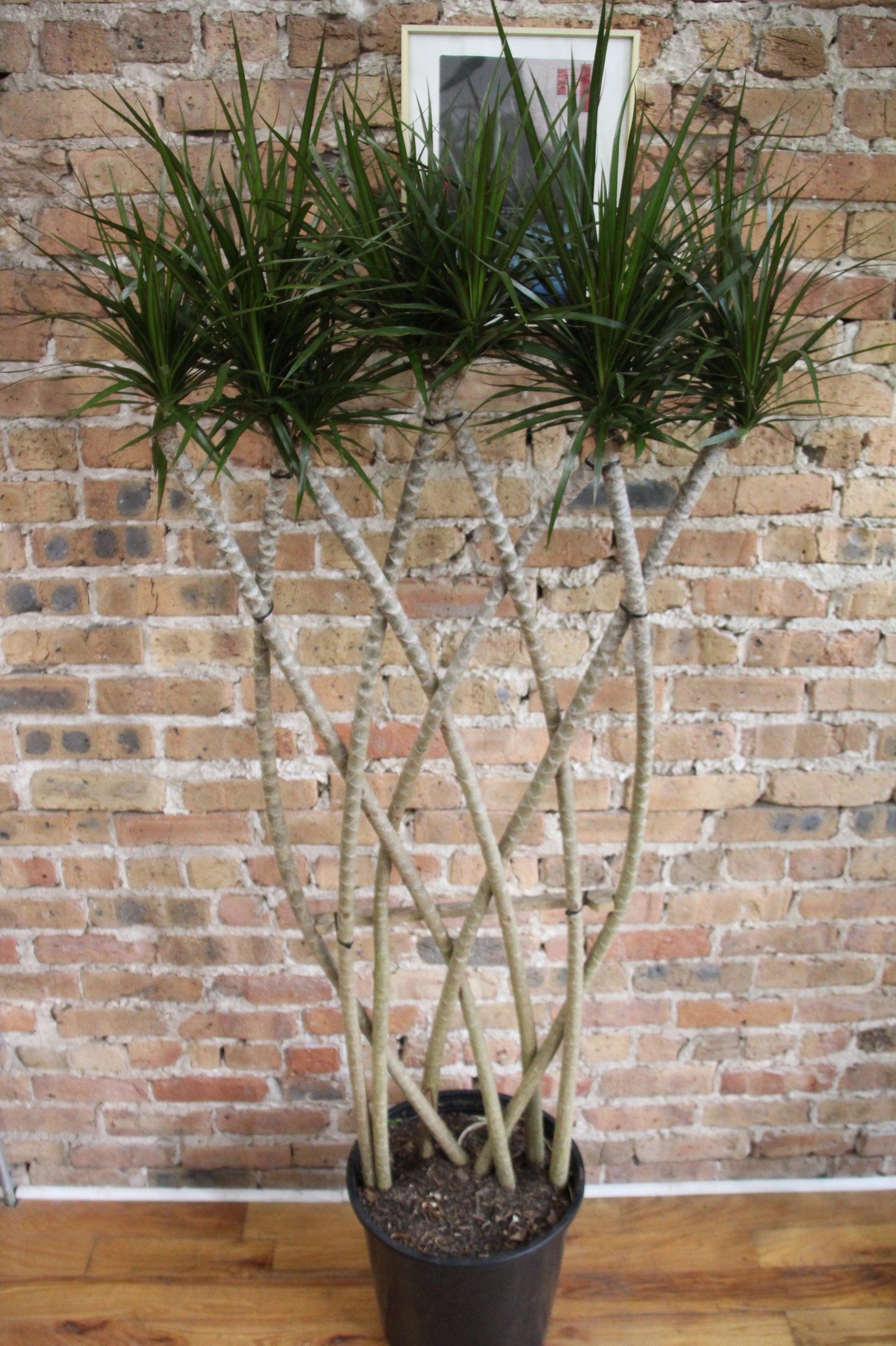 Dracaena Marginata 'kiwi' Braid - View 9 from www redcrocus com