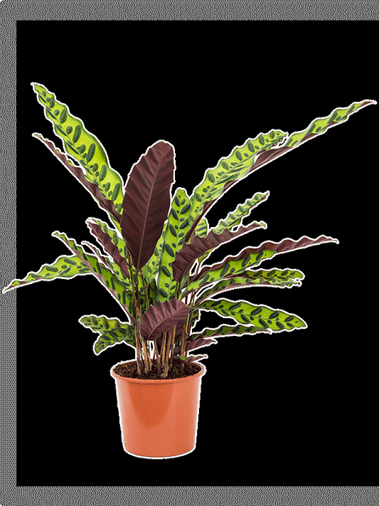 Calathea Lancifolia - View 12 from www redcrocus com