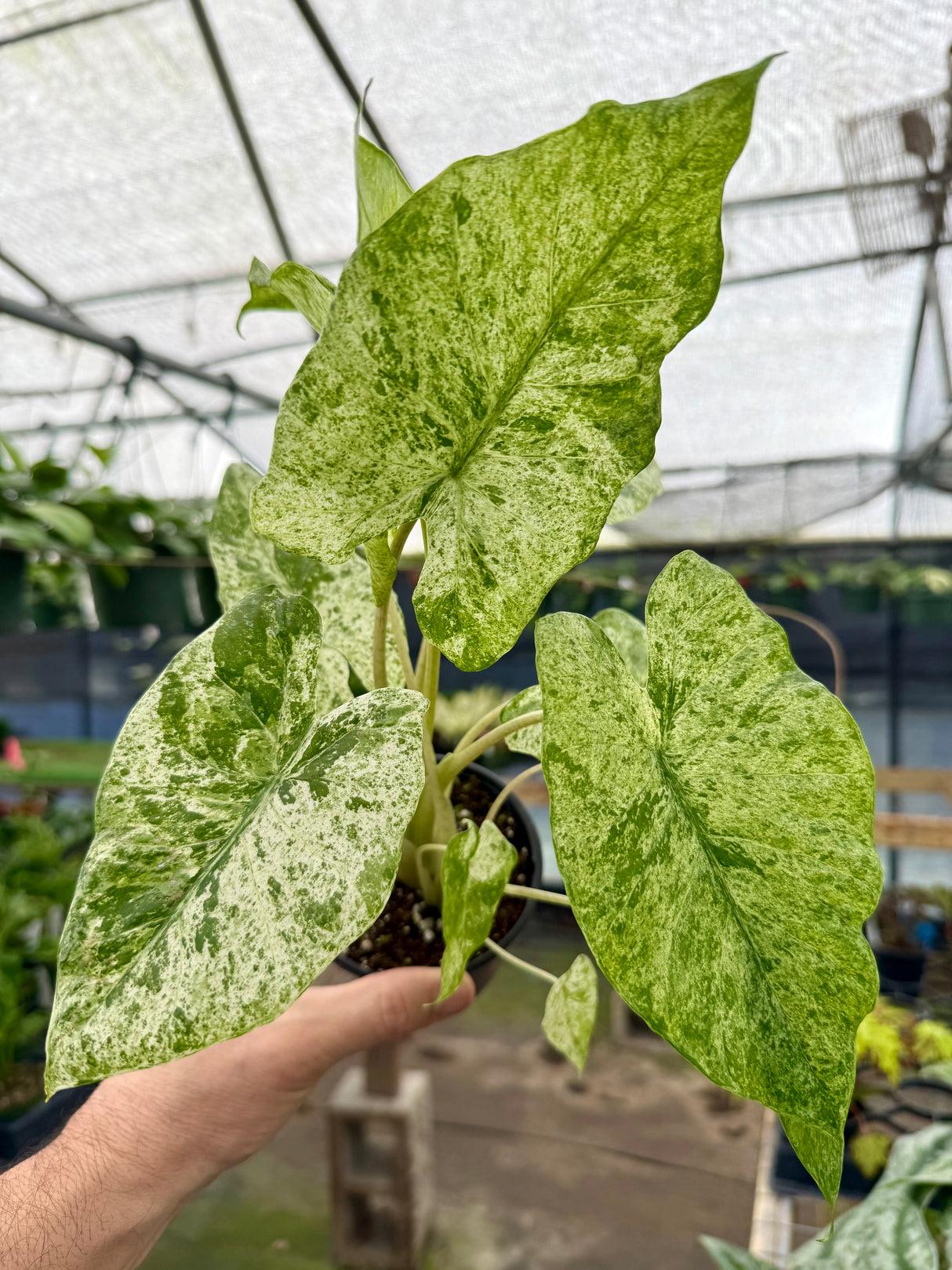 Alocasia 'blizzard' - View 9 from www redcrocus com