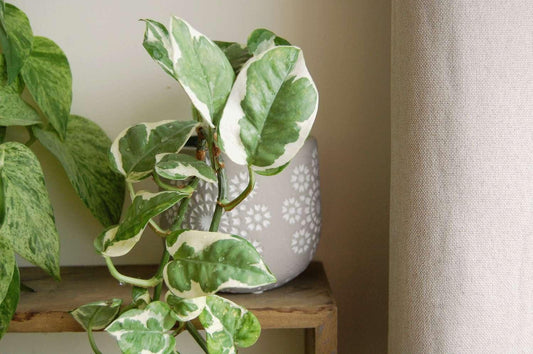 Pothos, Epipremnum Aureum 'n'joy' - View 11 from www redcrocus com