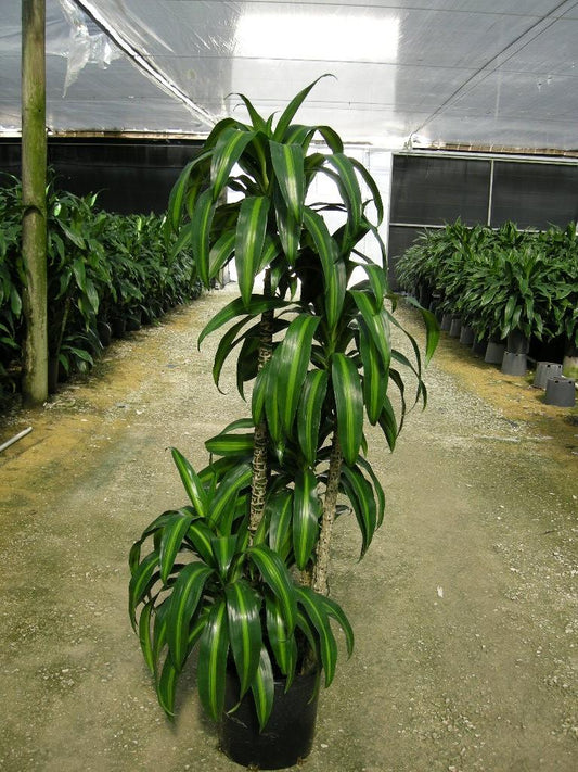 Dracaena 27hawaiian Sunshine 27 Bush 33 0e4c0f56 1325 4ee5 B6c0 Bee59f4dd279 from www redcrocus com