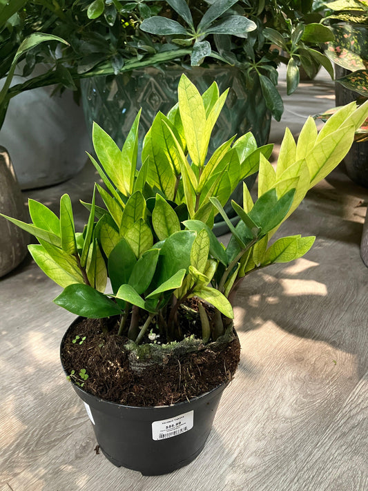 Zamioculcas Zamiifolia 'chameleon' - View 16 from www redcrocus com