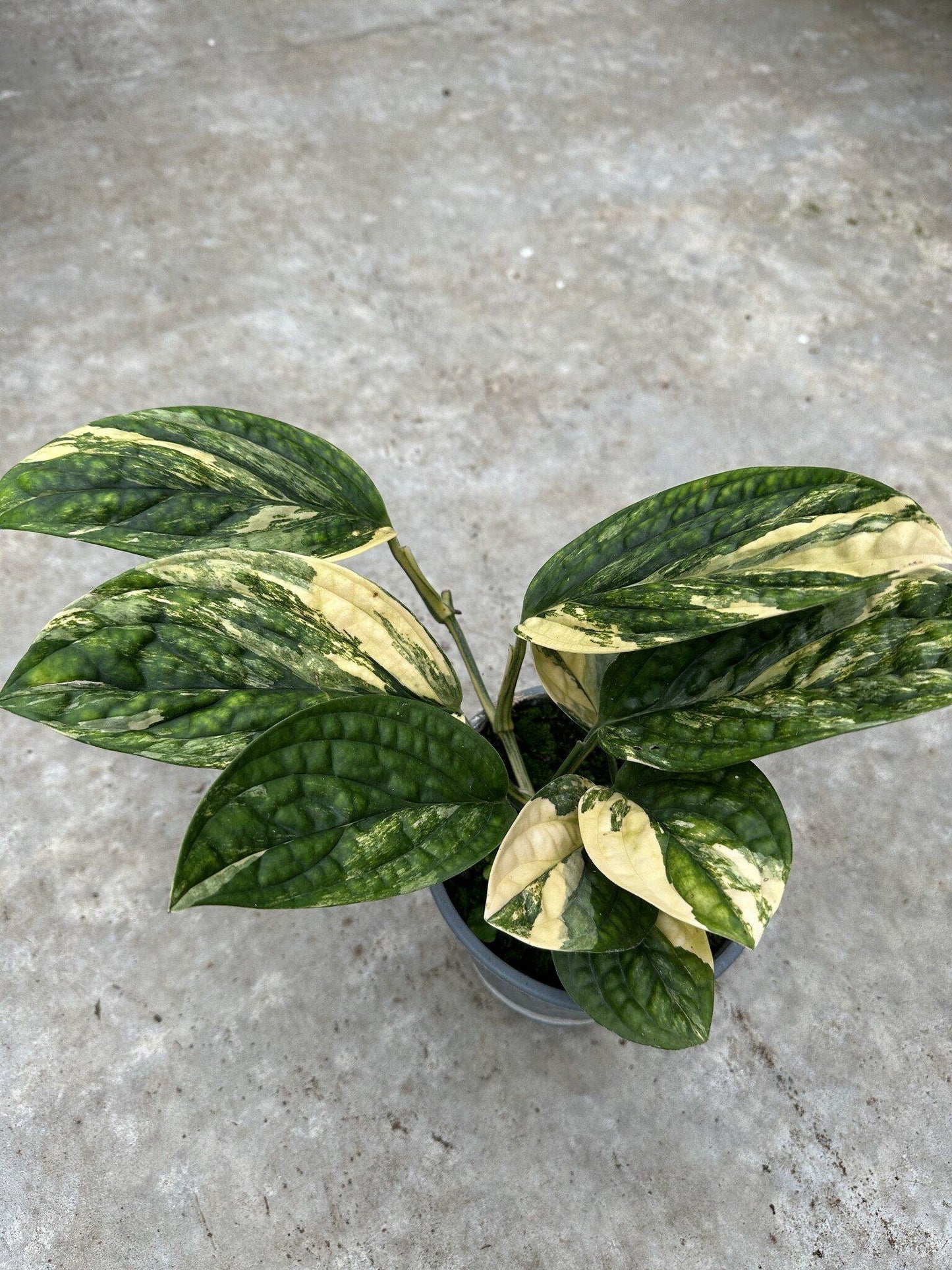 Monstera 'peru' - View 22 from www redcrocus com