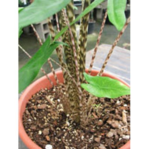 Alocasia 'tigrina' - View 12 from www redcrocus com