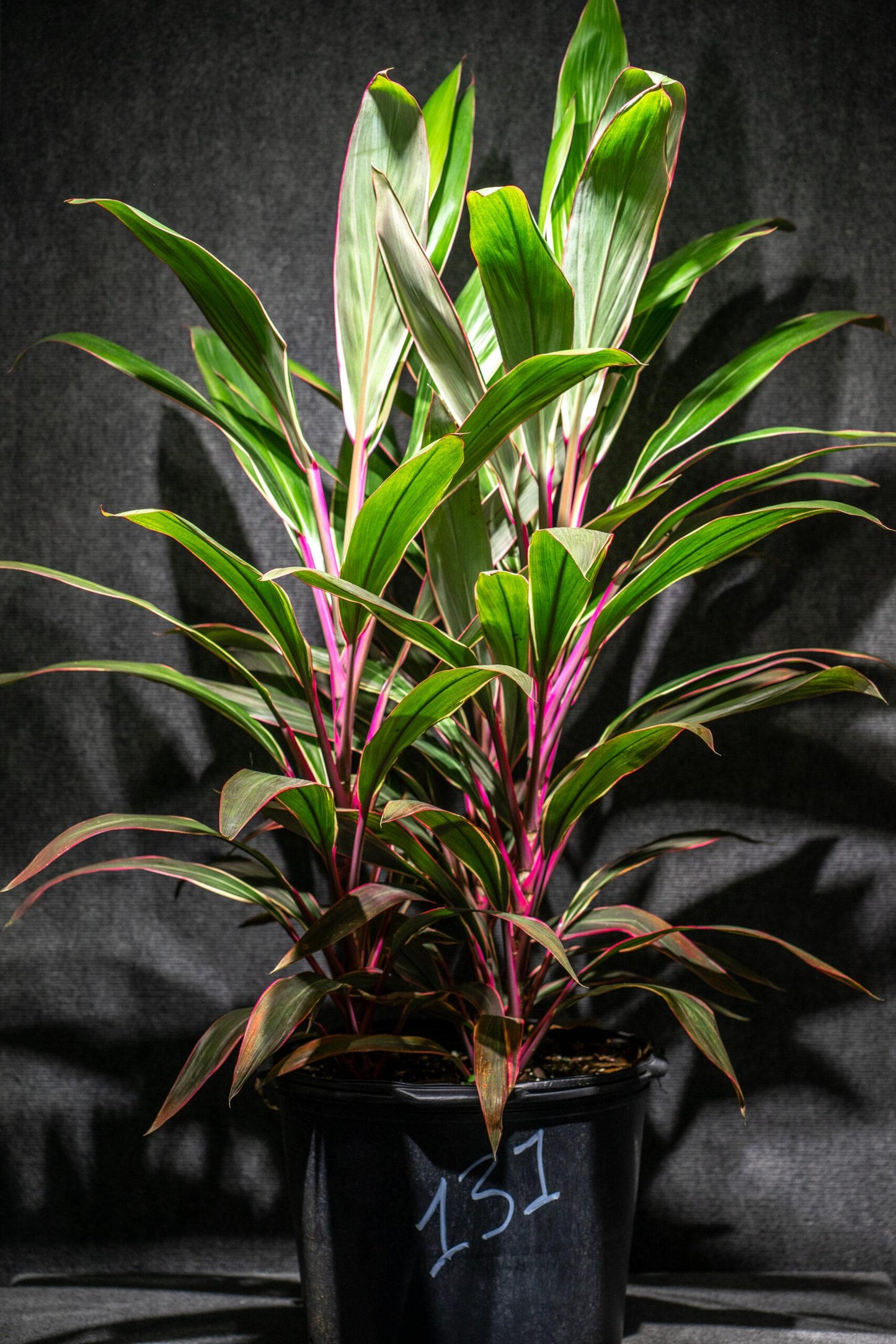 Cordyline Fruticosa Pink Diamond - View 10 from www redcrocus com