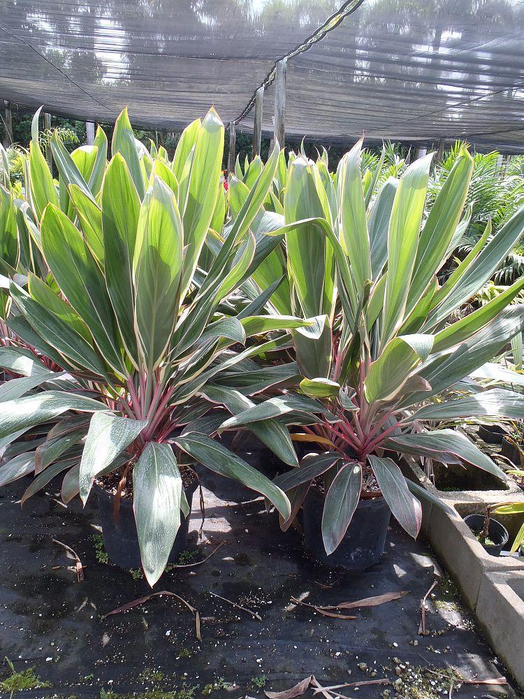 Cordyline Fruticosa Pink Diamond - View 11 from www redcrocus com