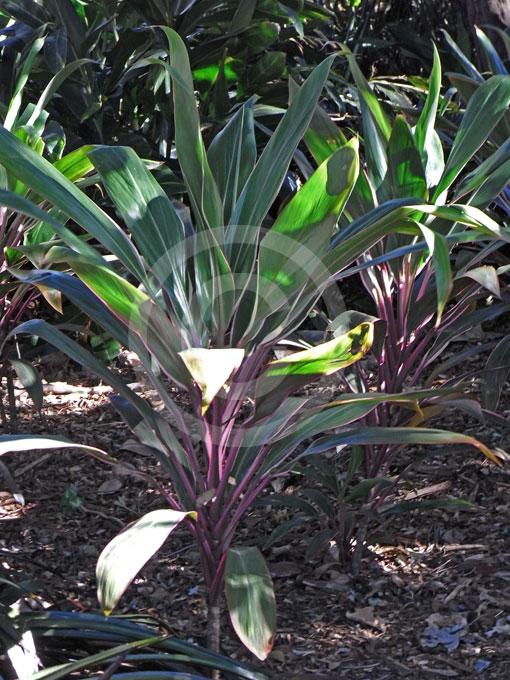 Cordyline Fruticosa Pink Diamond - View 12 from www redcrocus com