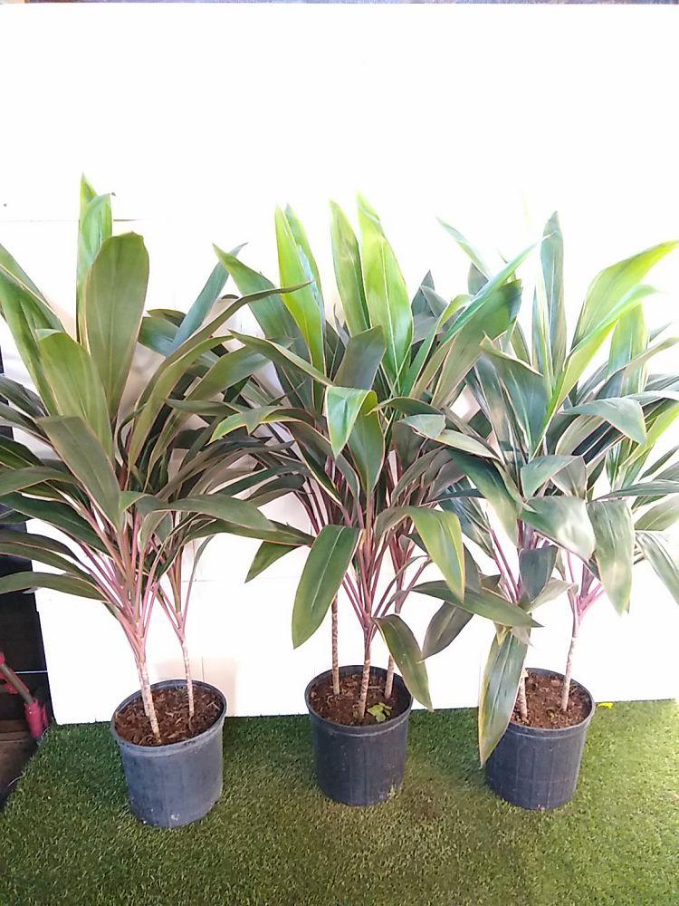 Cordyline Fruticosa Pink Diamond - View 13 from www redcrocus com