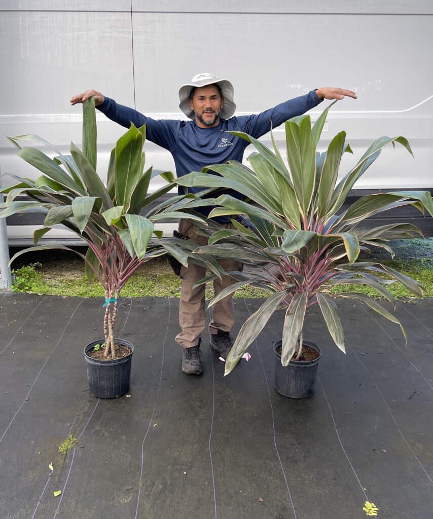 Cordyline Fruticosa Pink Diamond - View 14 from www redcrocus com