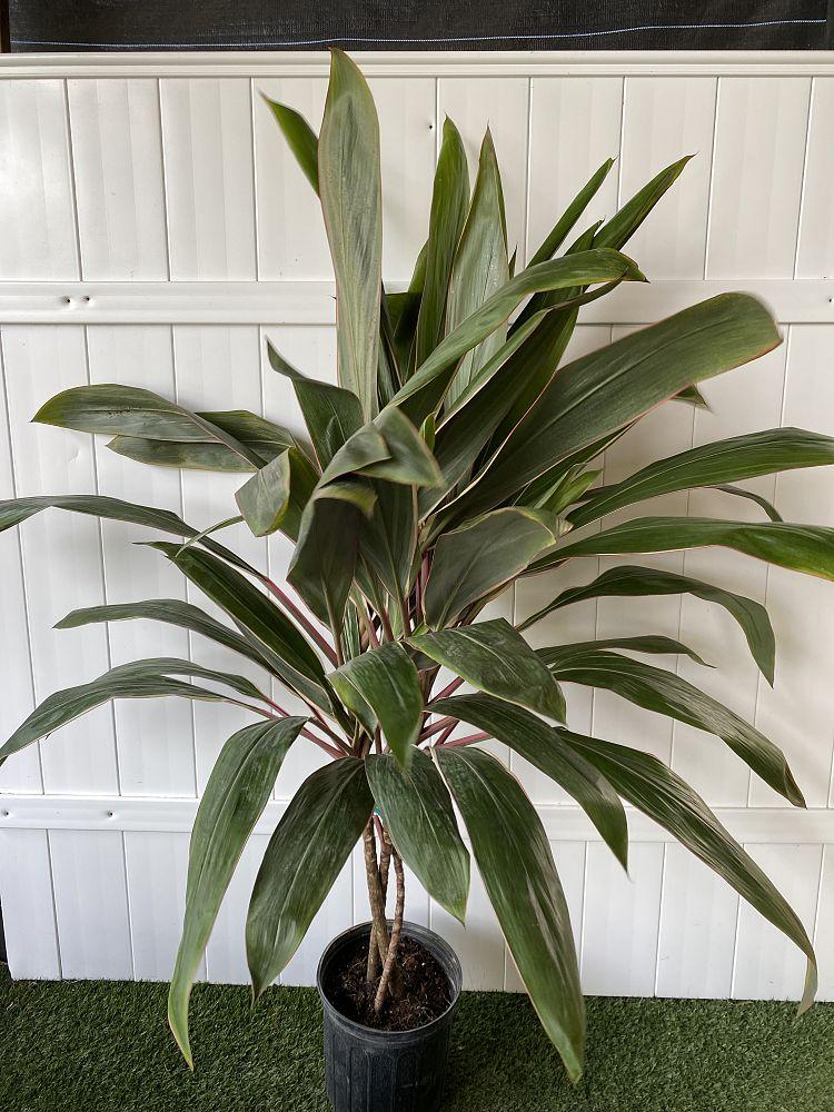 Cordyline Fruticosa Pink Diamond - View 15 from www redcrocus com