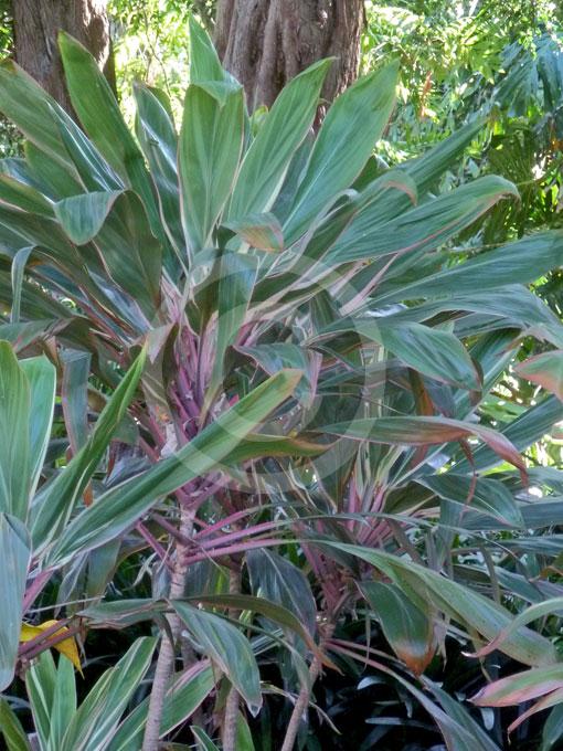 Cordyline Fruticosa Pink Diamond - View 16 from www redcrocus com