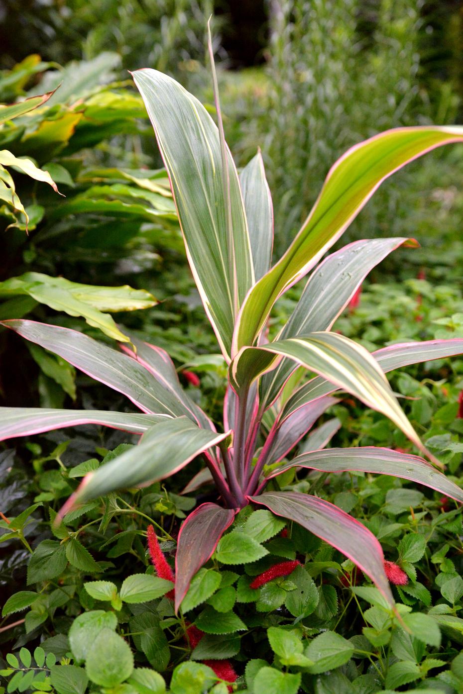 Cordyline Fruticosa Pink Diamond - View 17 from www redcrocus com