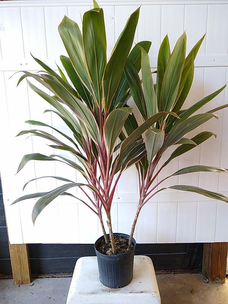 Cordyline Fruticosa Pink Diamond - View 18 from www redcrocus com