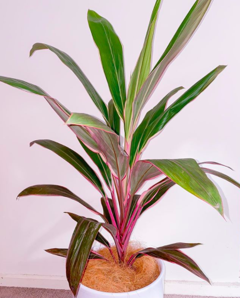 Cordyline Fruticosa Pink Diamond - View 19 from www redcrocus com