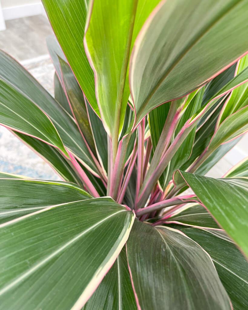 Cordyline Fruticosa Pink Diamond - View 2 from www redcrocus com