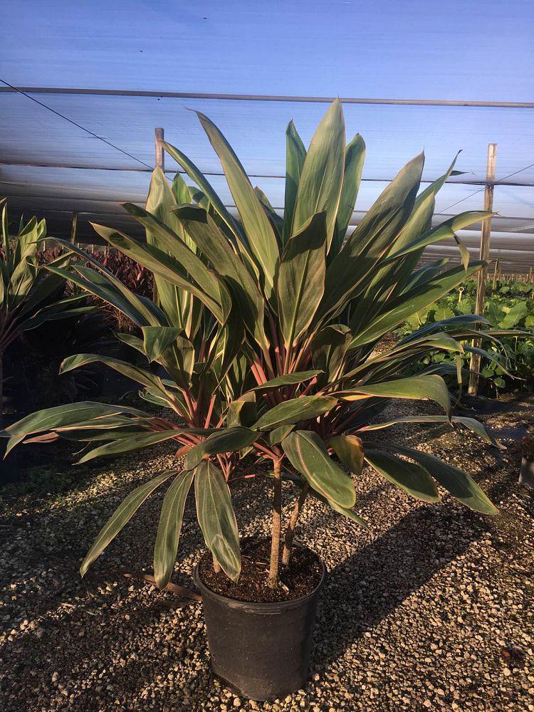 Cordyline Fruticosa Pink Diamond - View 4 from www redcrocus com