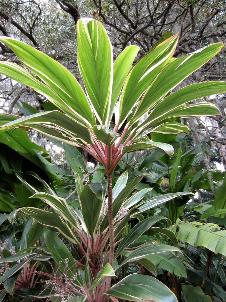 Cordyline Fruticosa Pink Diamond - View 5 from www redcrocus com