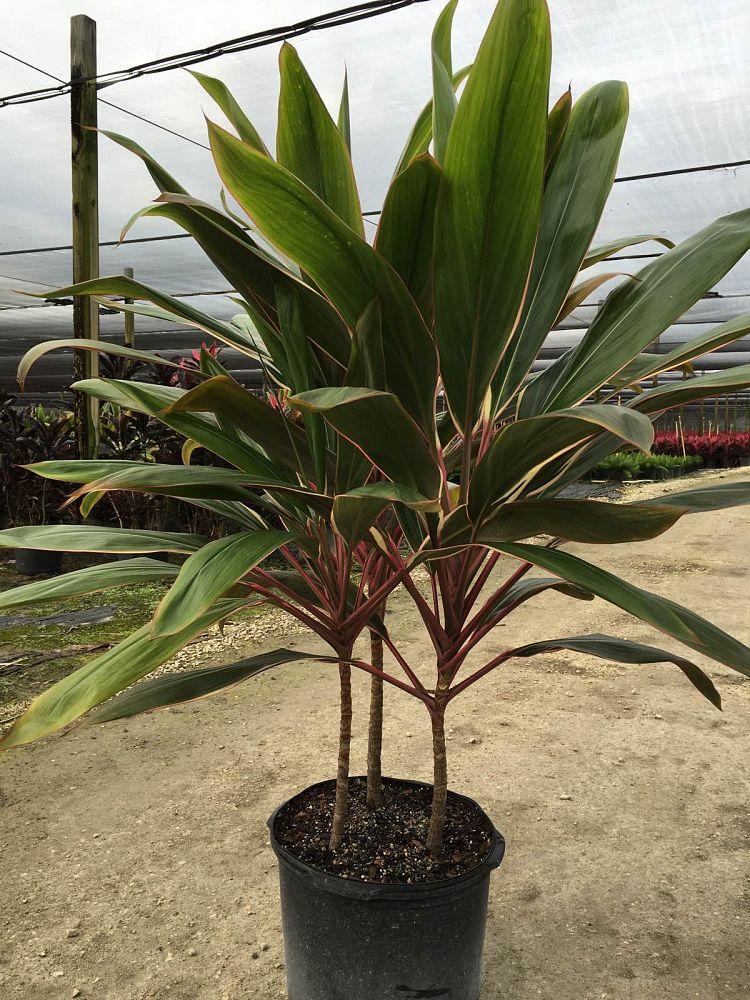 Cordyline Fruticosa Pink Diamond - View 6 from www redcrocus com
