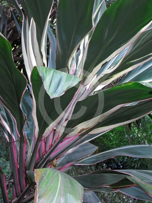 Cordyline Fruticosa Pink Diamond - View 7 from www redcrocus com