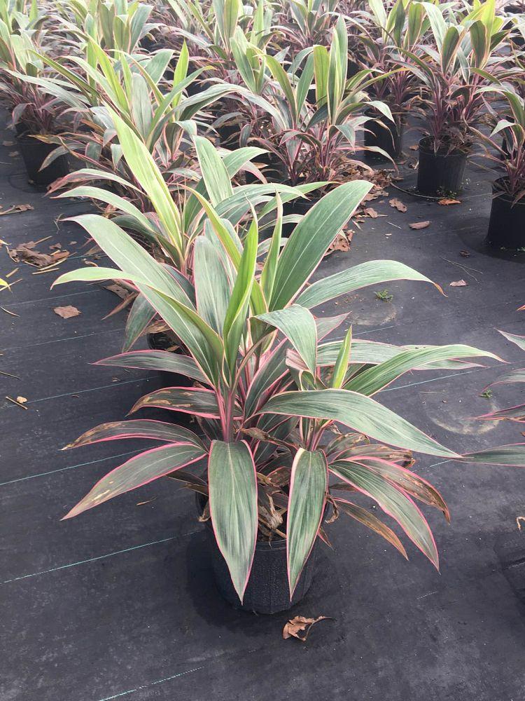 Cordyline Fruticosa Pink Diamond - View 8 from www redcrocus com