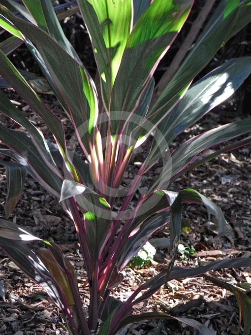 Cordyline Fruticosa Pink Diamond - View 9 from www redcrocus com