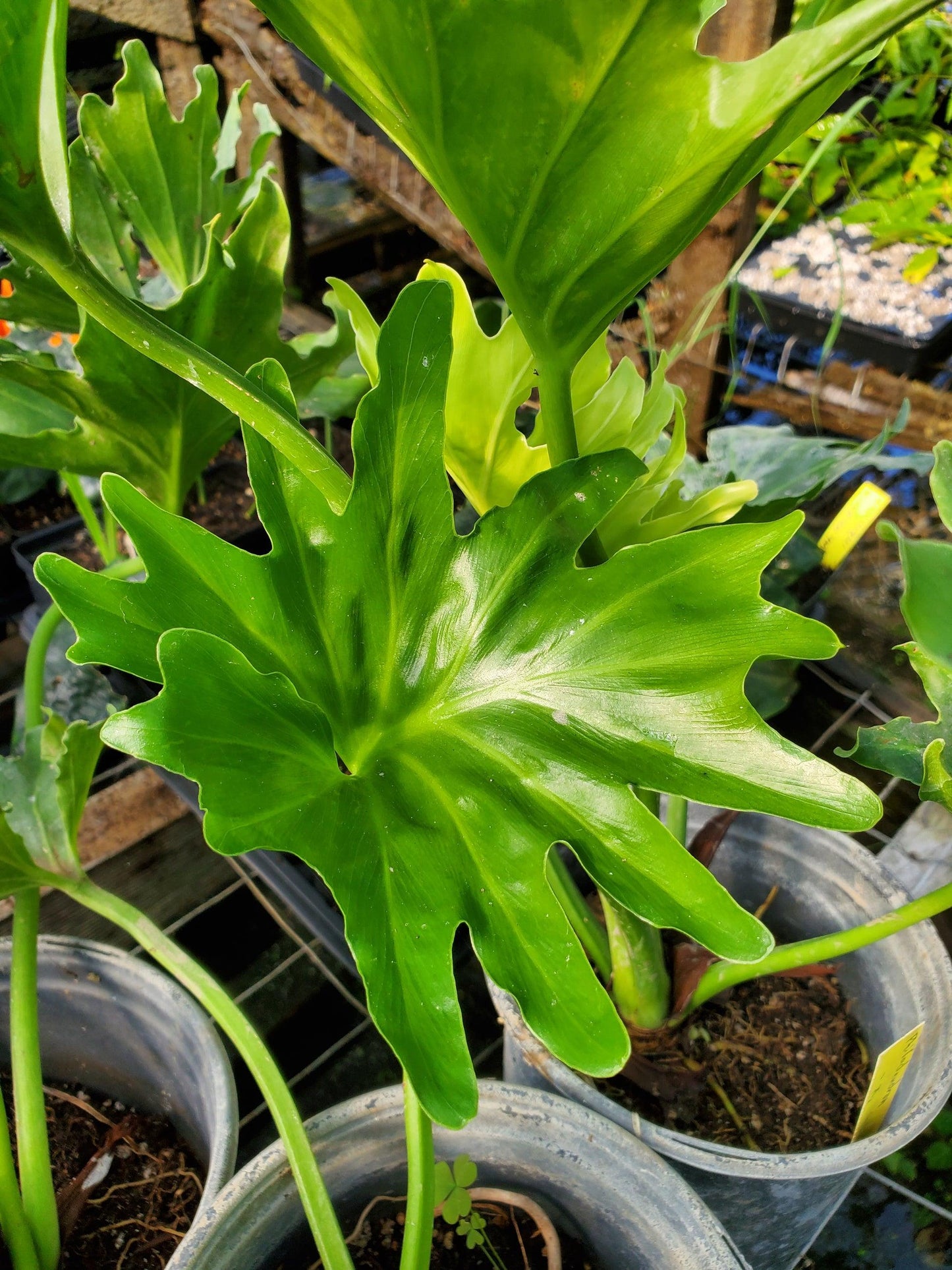 Philodendron Lickety Split - View 11 from www redcrocus com