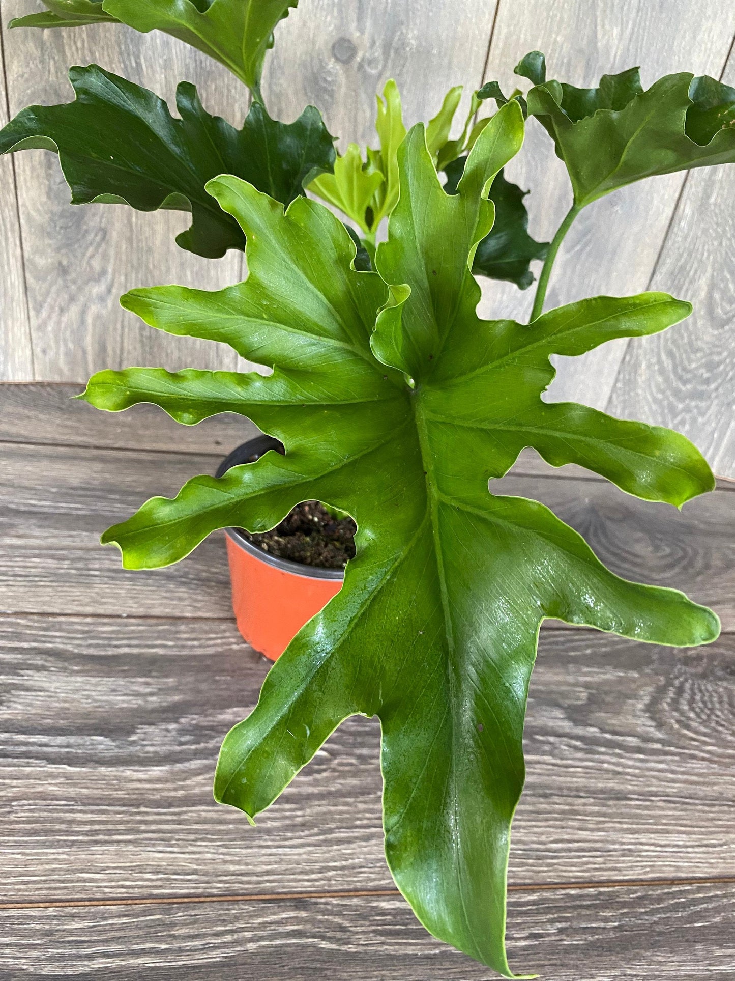 Philodendron Lickety Split - View 12 from www redcrocus com