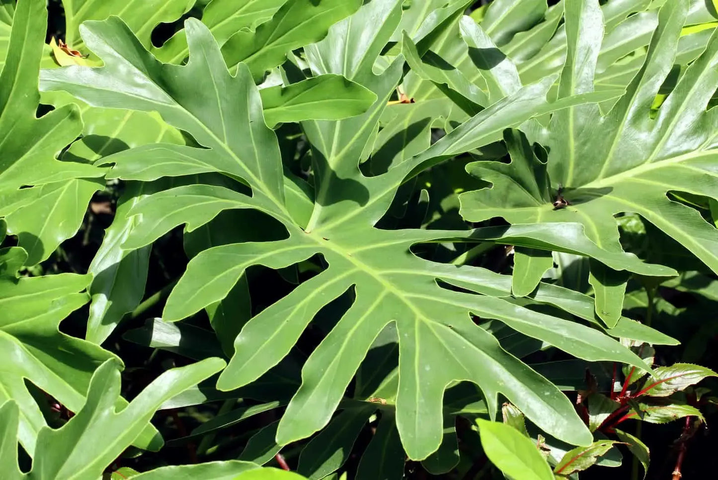 Philodendron Lickety Split - View 13 from www redcrocus com