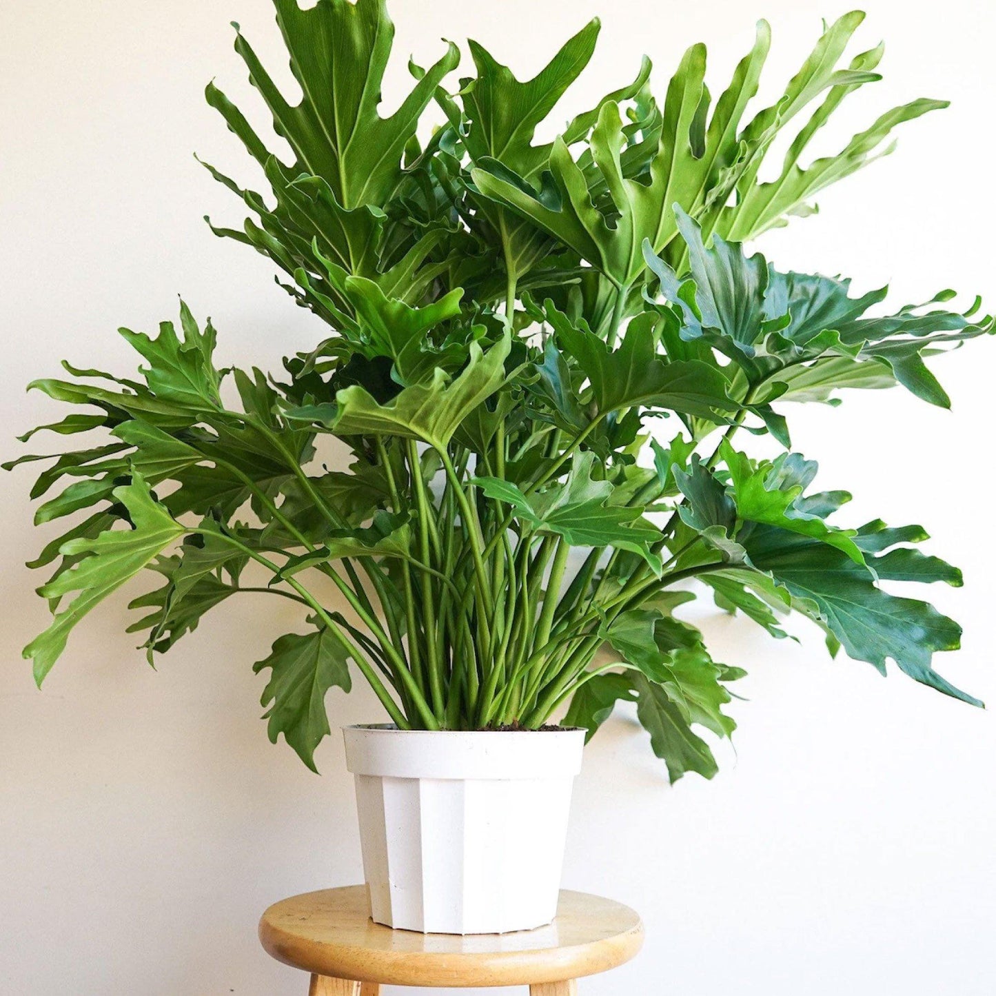 Philodendron Lickety Split - View 14 from www redcrocus com