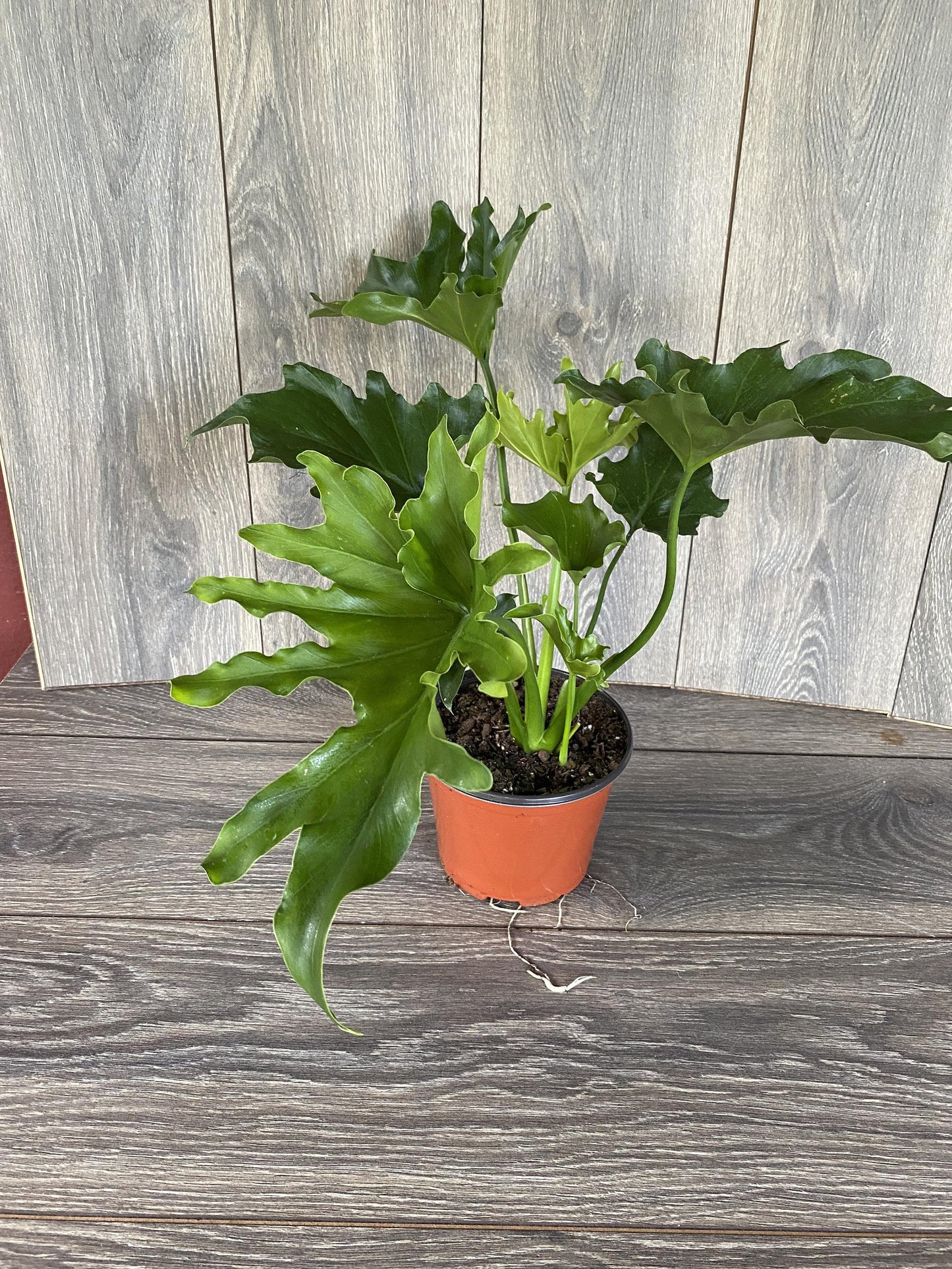 Philodendron Lickety Split - View 15 from www redcrocus com