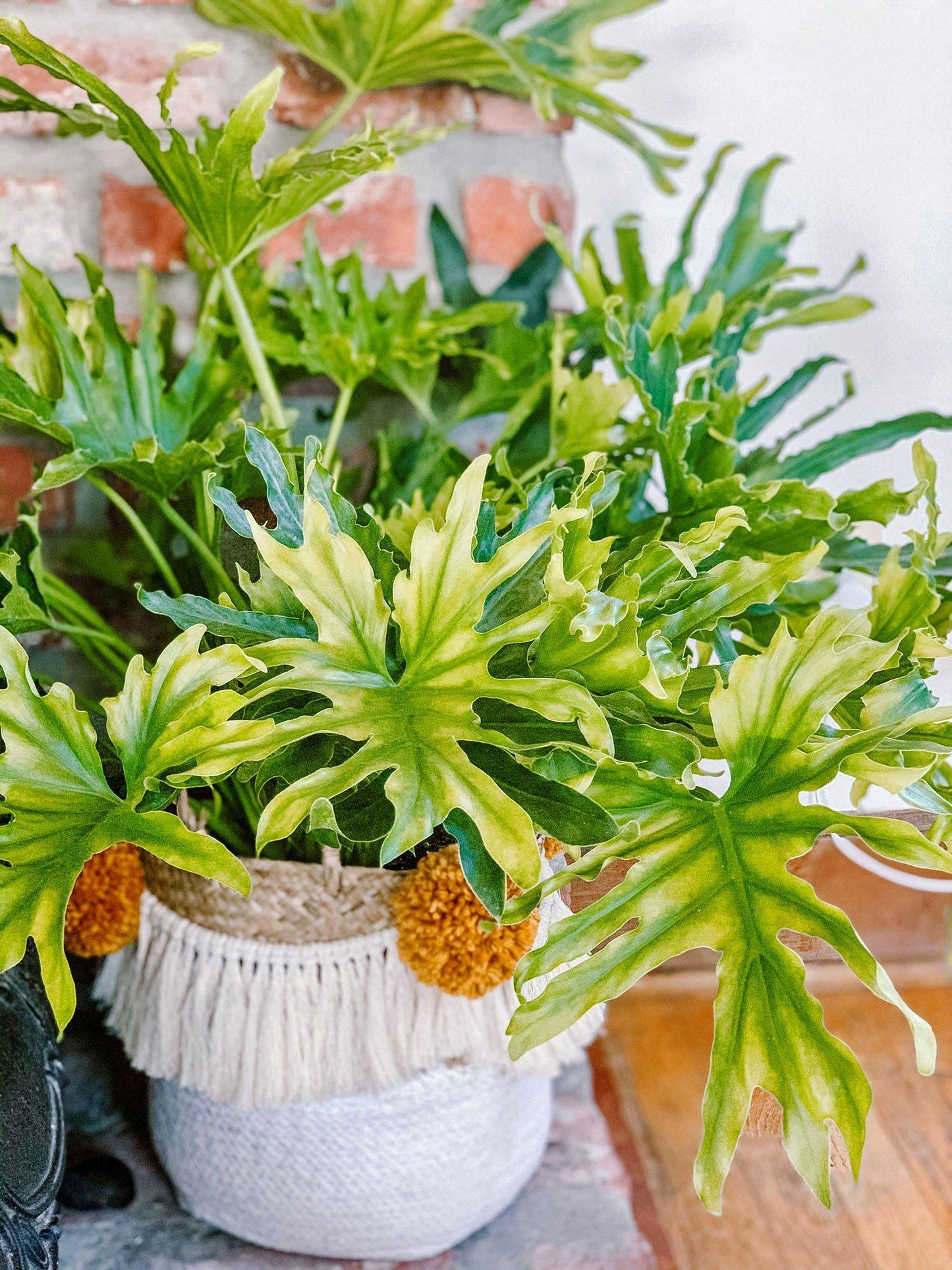Philodendron Lickety Split - View 17 from www redcrocus com