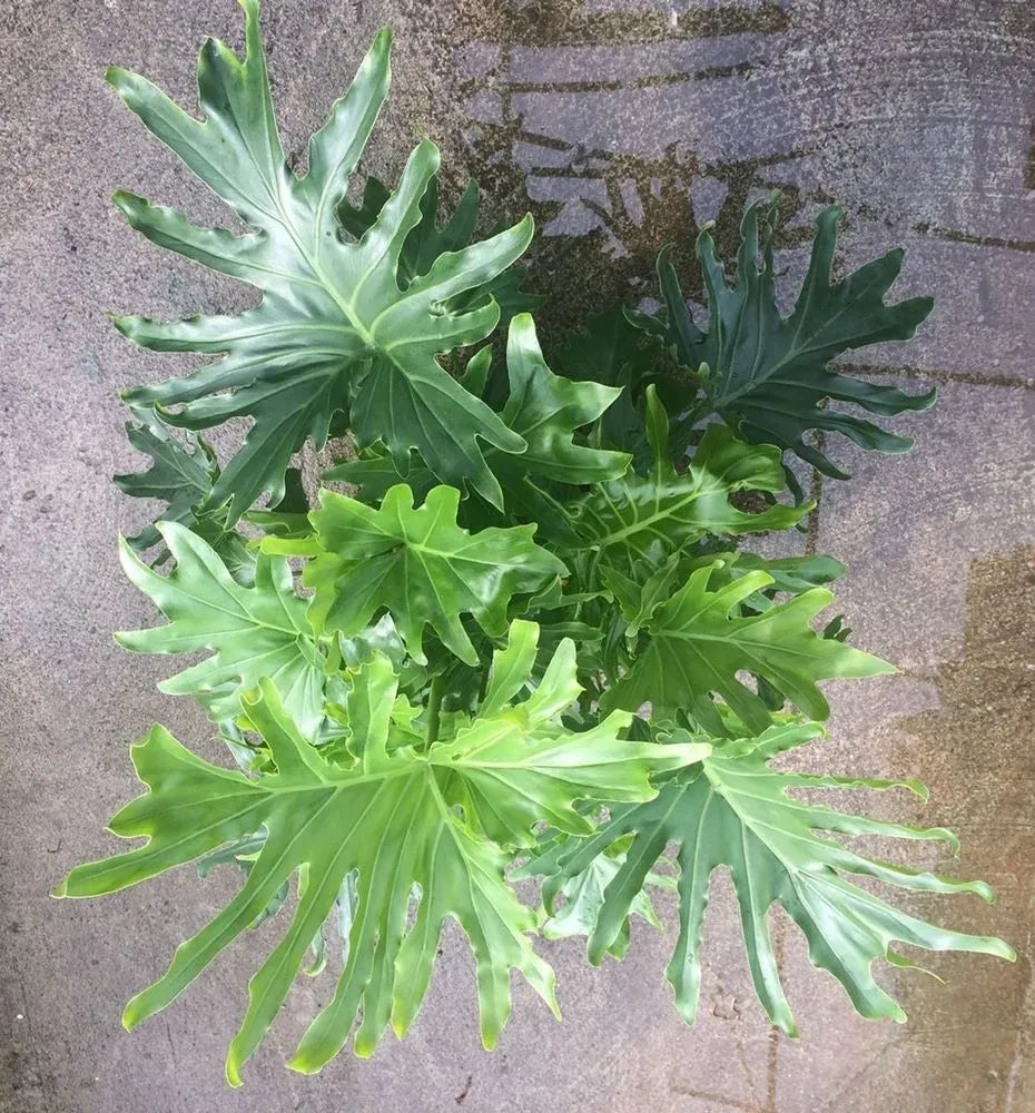 Philodendron Lickety Split - View 17 from www redcrocus com