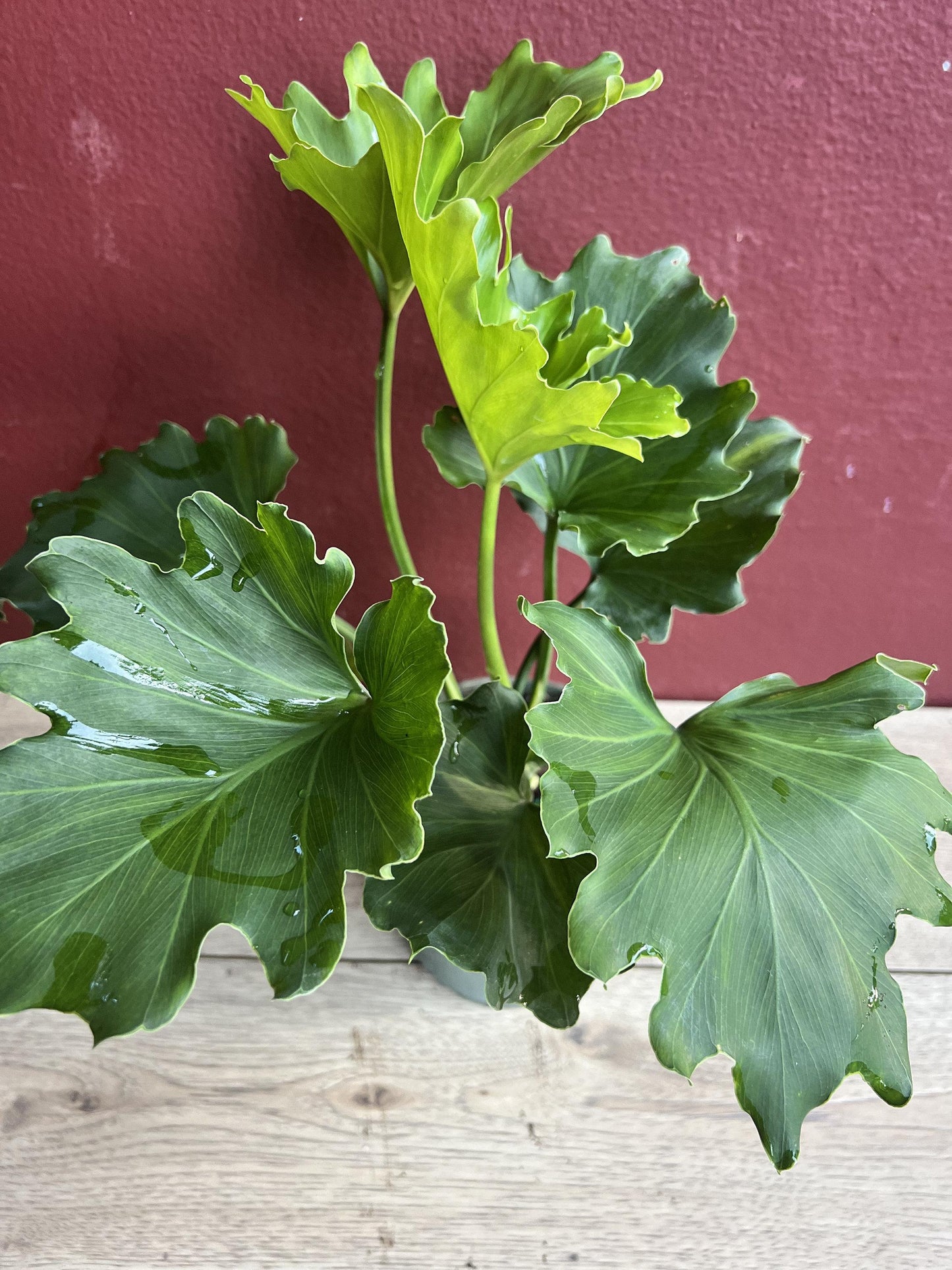 Philodendron Lickety Split - View 18 from www redcrocus com