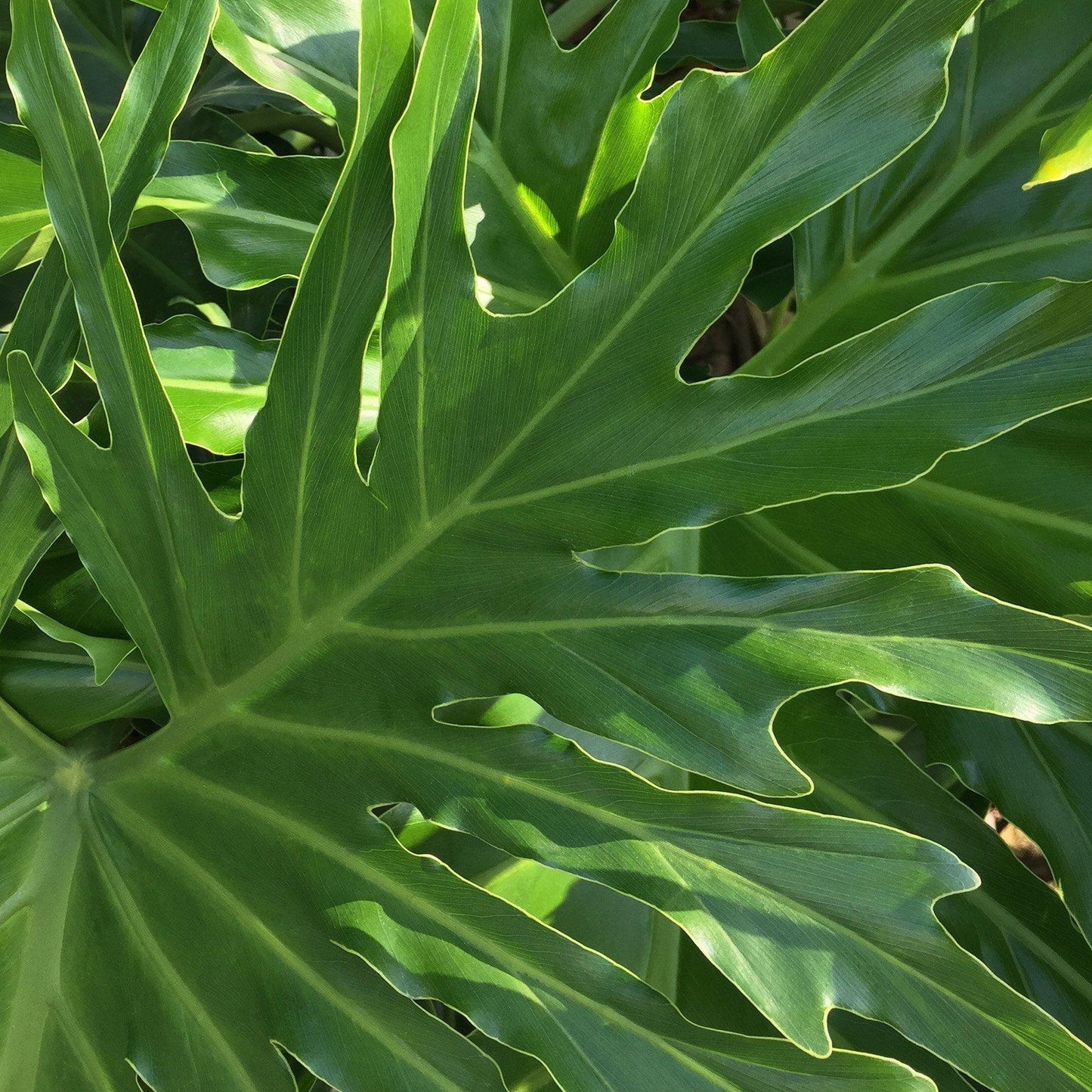 Philodendron Lickety Split - View 19 from www redcrocus com