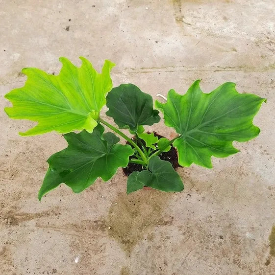 Philodendron Lickety Split - View 19 from www redcrocus com