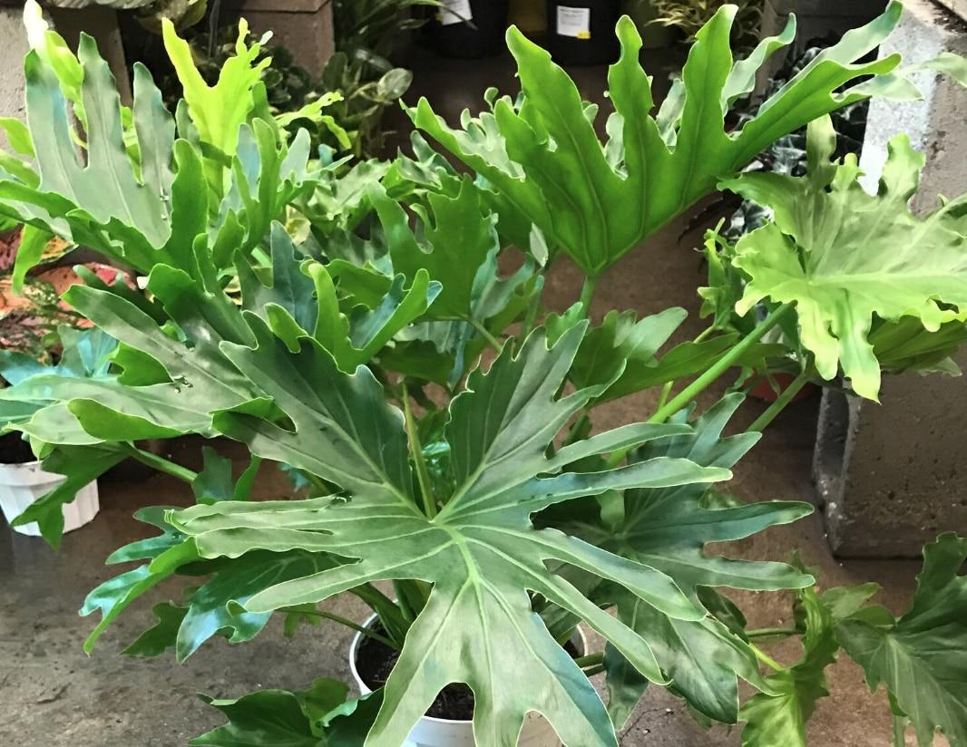 Philodendron Lickety Split - View 1 from www redcrocus com